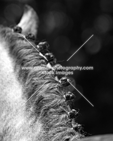 detail of horse mane