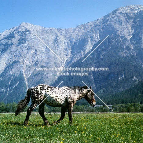 736 jaggler-nero x, noric horse in austria