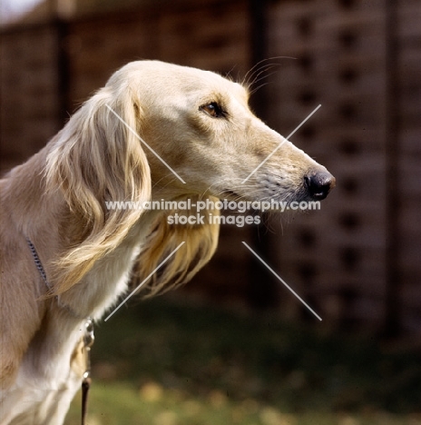 ch alexis of daxlore,  saluki head study