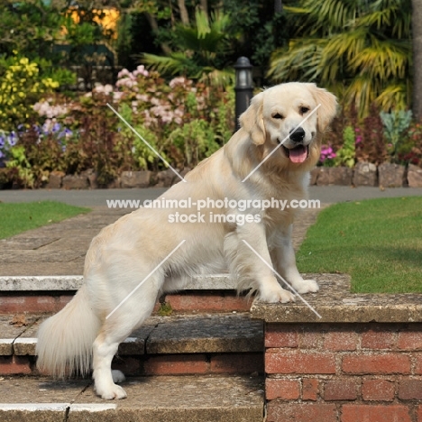 golden retriever posing in a formal garden