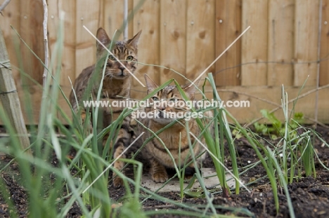 two Bengal cats looking through blades of grass
