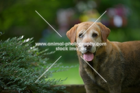 yellow labrador retriever wet and dirty