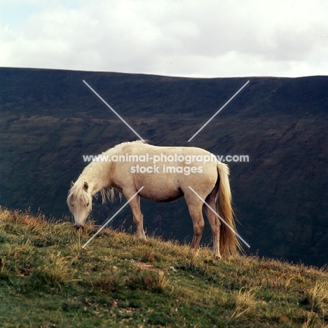 welsh mountain pony on the brecon beacons