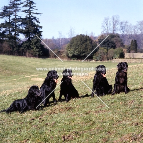 five champion flatcoated retrievers awaiting instructions.