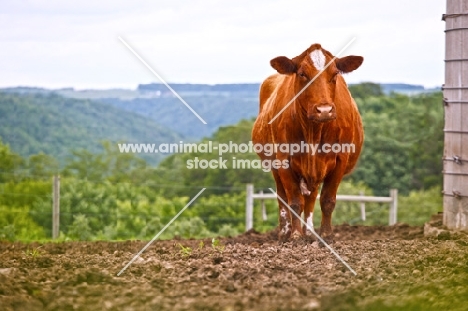 Red Angus cross cow standing in a pen near a silo looking at camera.