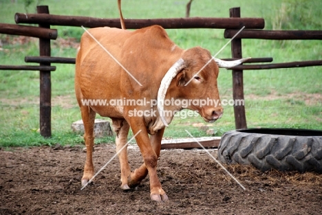 Afrikaner cattle