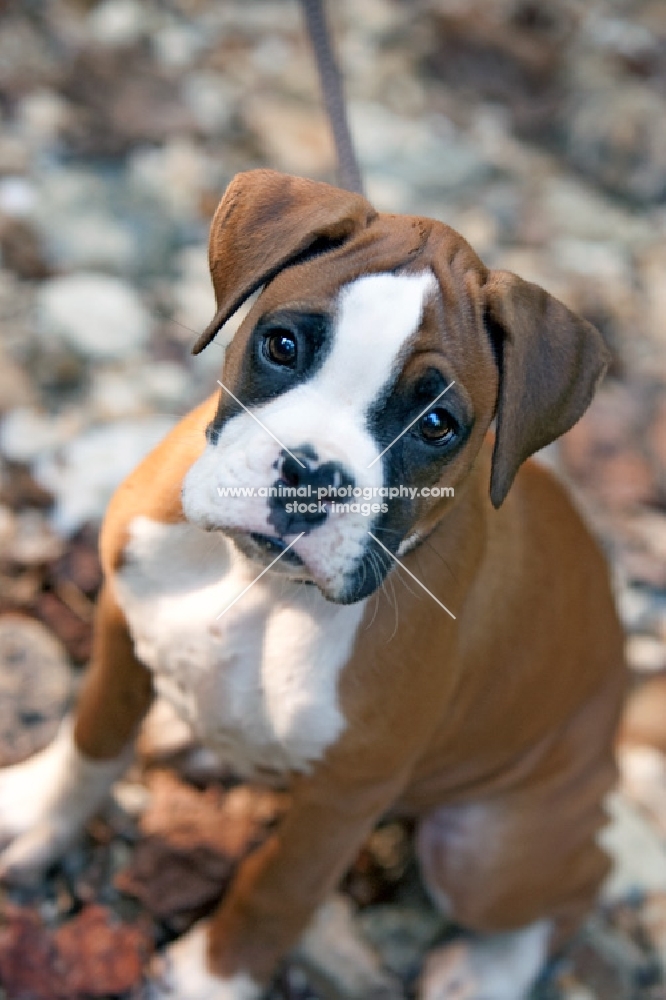 Boxer puppy sitting, top view