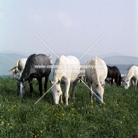 Lipizzaner mares, foals in background at szilvasvarad