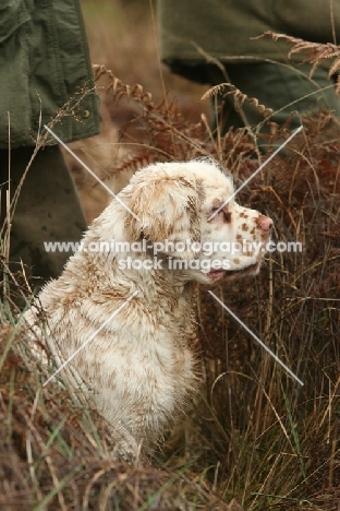 Clumber Spaniel sitting in high grass