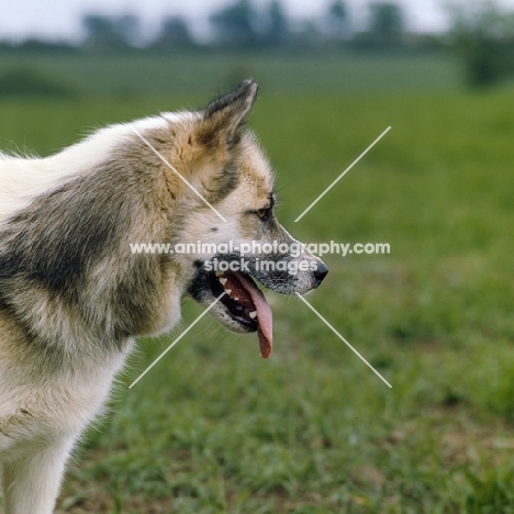 greenland dog, oonalik of kobe
