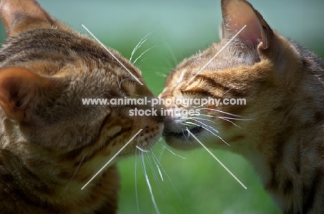 bengal cats kissing