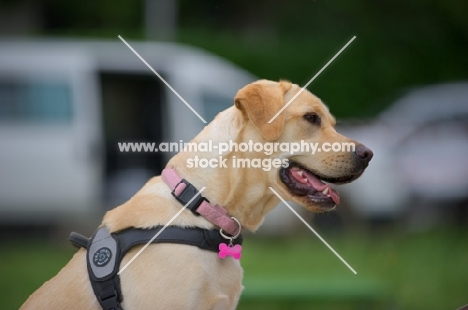 Profile shot of young yellow labrador sitting