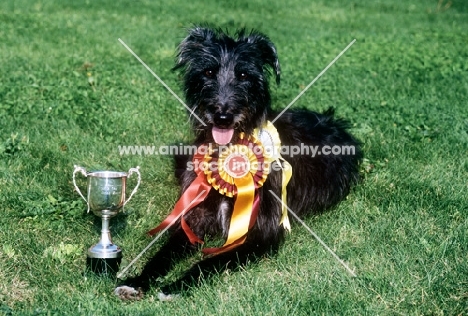 winning lurcher, fern,  with her cups and rosettes