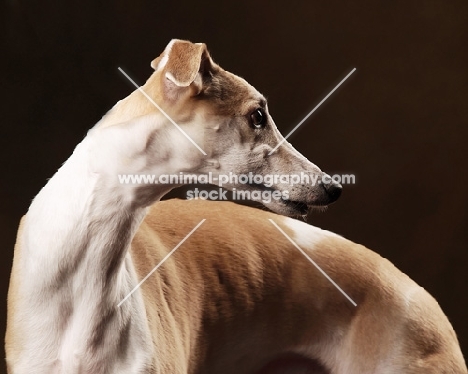 Whippet portrait in studio