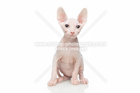 Bambino kitten on white background