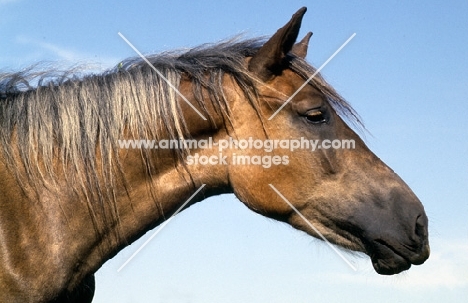 Finnish Horse, a beautiful colour, head study, at Ypäjä, grey mane bronze coat