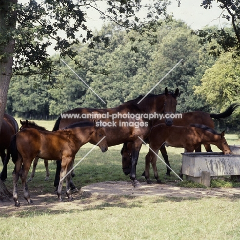 group of Cleveland Bay mares and foals