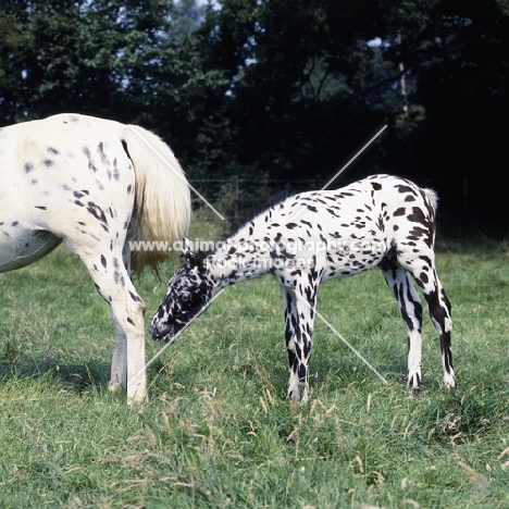 Appaloosa foal, humbug