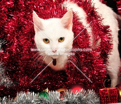 white cat in tinsel