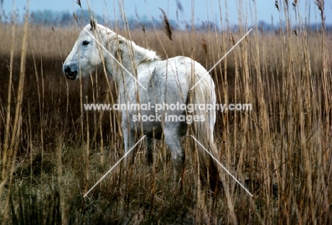 camargue pony standing near rushes