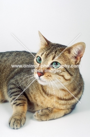 bronze Egyptian Mau cat portrait