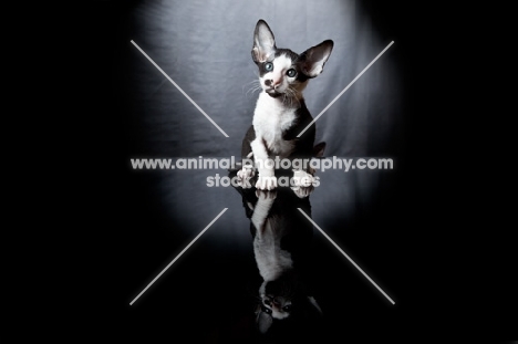 Peterbald kitten sitting down, 7 weeks