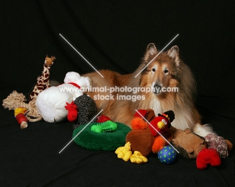 Rough Collie with toys