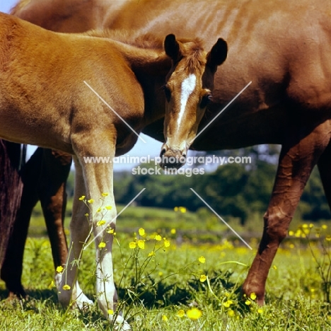 thoroughbred foal with mother, looking at camera