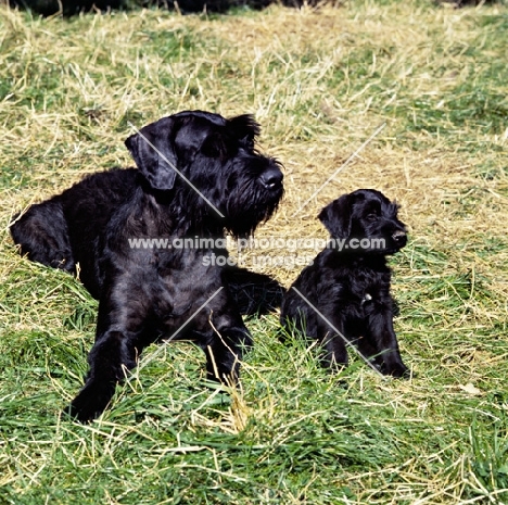 giant schnauzer with her puppy