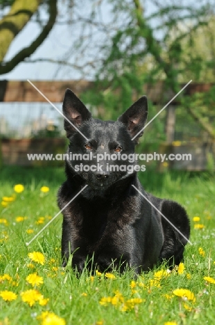 Australian Kelpie