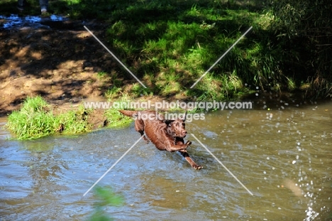 chocolate Labrador Retriever jumping into water