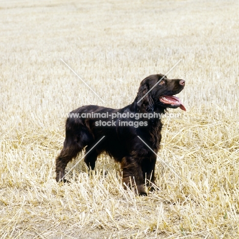 lydemoor lloyd , field spaniel standing in a stubble field