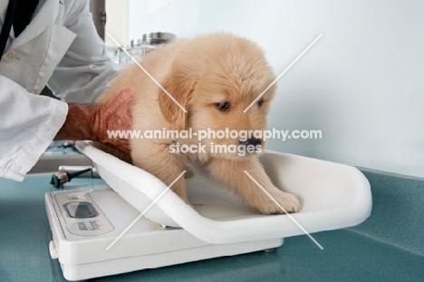 Golden Retriever puppy at the vets, weiging
