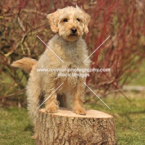 Labradoodle standing on tree stump