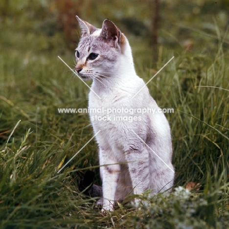 tabby point siamese cat