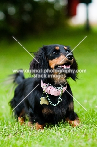 longhaired miniature Dachshund wearing collar