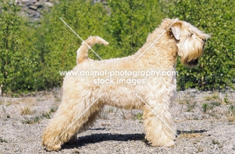 Soft Coated Wheaten Terrier champion, side view