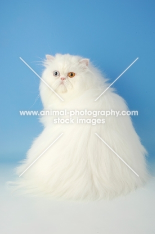 odd eyed white Persian, back view
