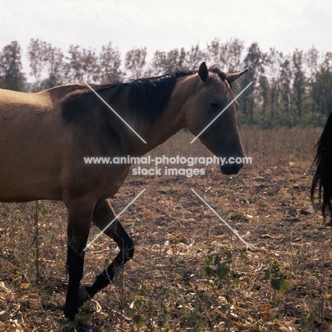 akhal teke mare at Tersk Stud Farm, Stavropol