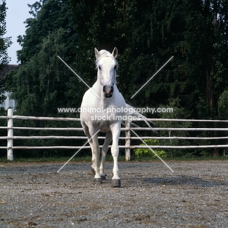 Pluto Alda, Lipizzaner stallion at piber