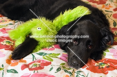 black dog with green dog toy