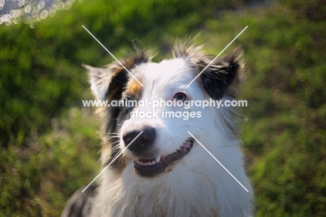 happy blue merle australian shepherd