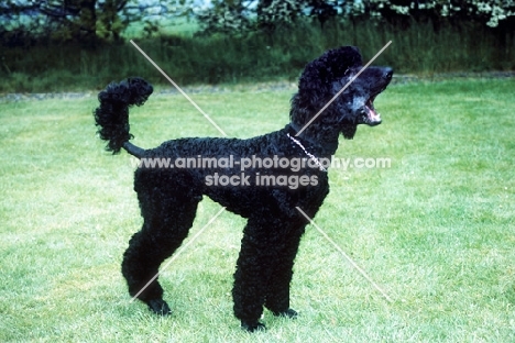 undocked standard poodle on grass yawning