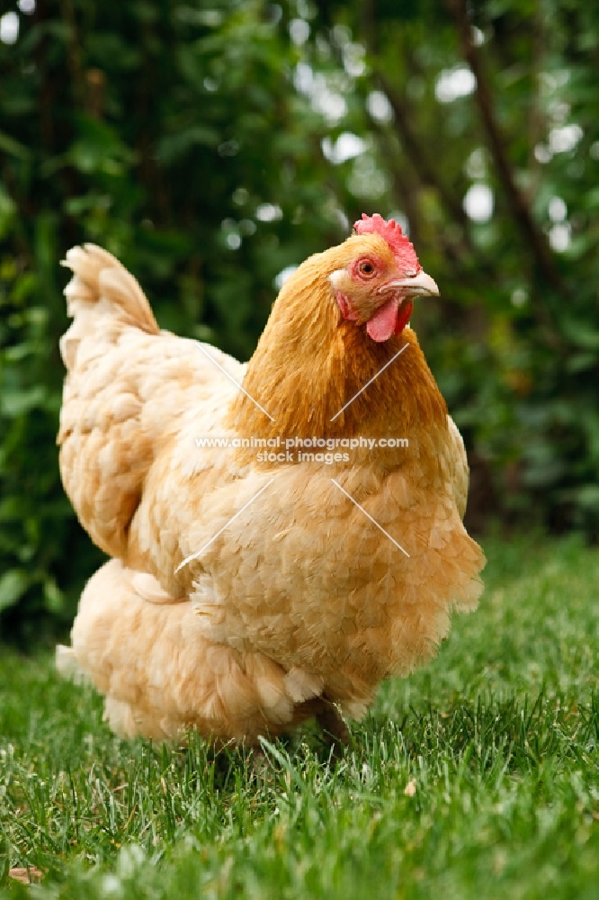 buff orpington chicken on grass