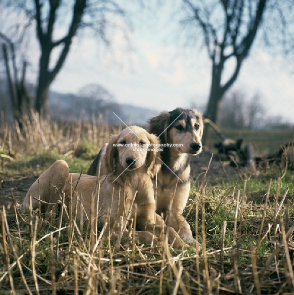 two saluki puppies