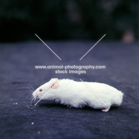 albino hamster side view
