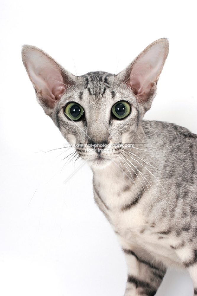 Oriental Shorthair, Silver Spotted Tabby colour