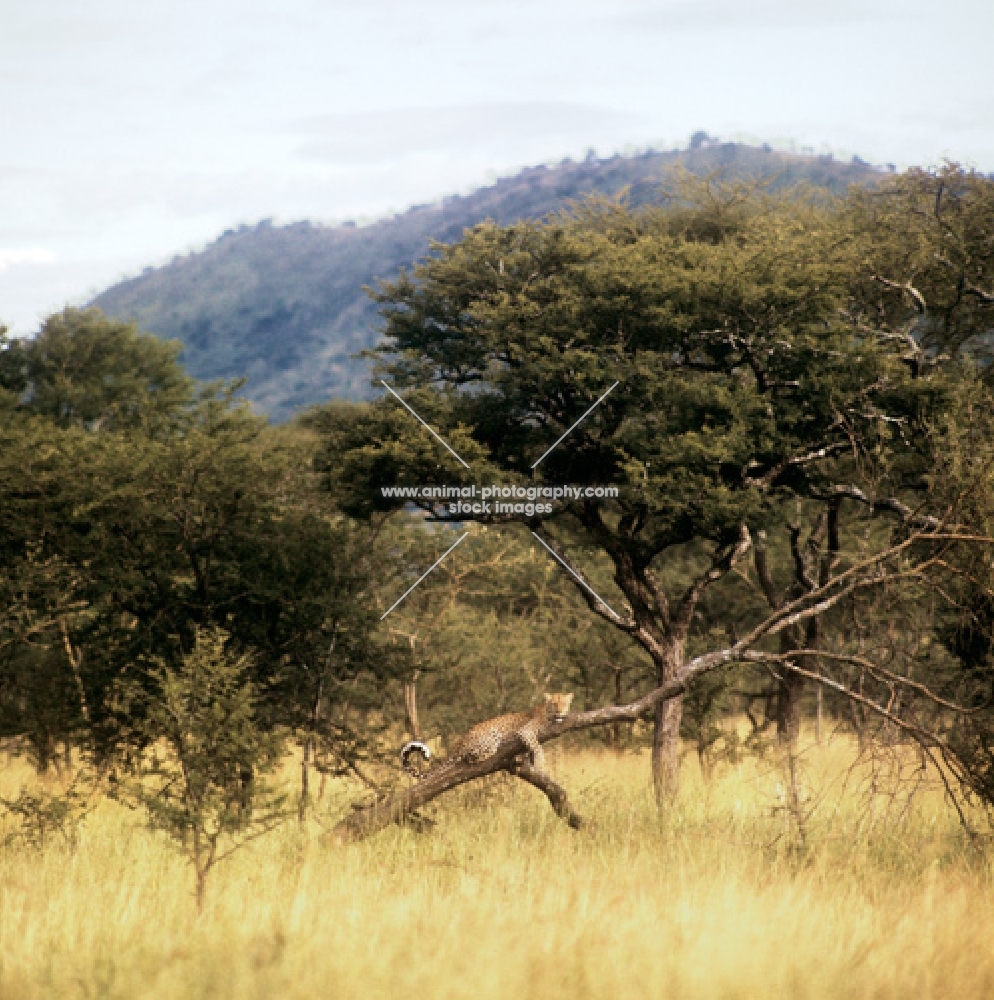 leopard on a branch in lake manyara np, east africa