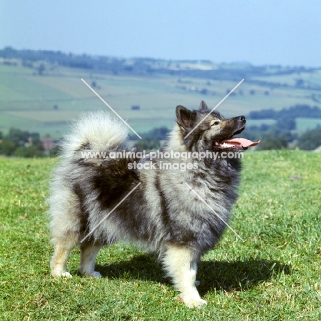 ch duroya delfzijl of lowry, keeshond