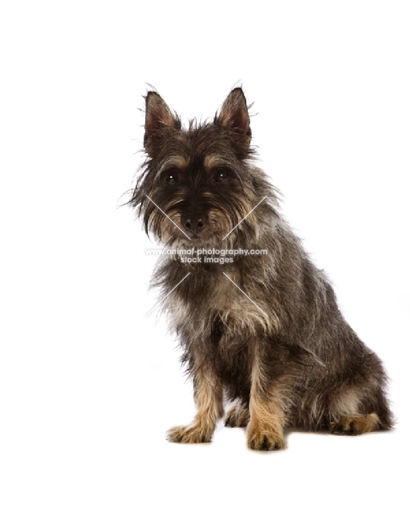 Avon terrier sitting down. New breed crossing the Cairn Terrier and two other terrier breeds.